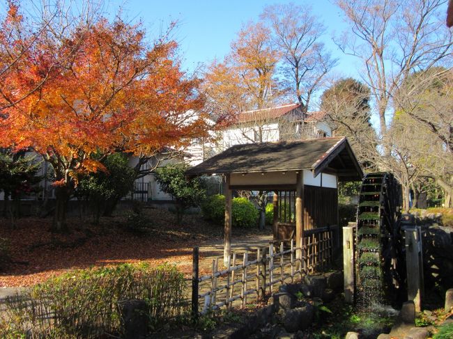 2016年12月6日：武蔵野の森探訪　ウォーキングで全エリア訪問（除く神代植物公園）・・・地元の豊かな自然に感謝