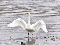 今年は酉年。そうだ！白鳥に会いに行こう！～安曇野白鳥湖～