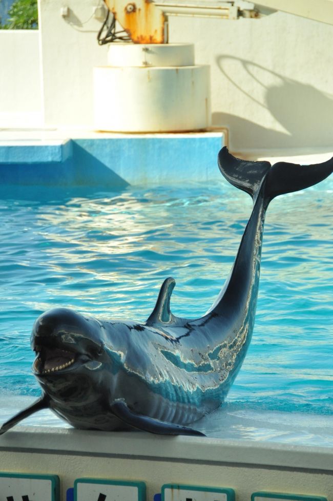 初めての沖縄④【美ら海水族館は、オキちゃん劇場も楽しめた】<br />初めての沖縄④と⑤は１２／２５の行程。<br />ホテルが恩納村のかりゆしビーチで、美ら海水族館まで約１時間、渋滞にかかると１時間半以上かかるようなので、この日も早めに朝食を済ませて水族館を目指して出発した。クリスマスなので多少の渋滞は覚悟したが、ラッキーなことにほとんど渋滞にあわず、９時頃に美ら海水族館に到着することができた。