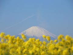 ♪早咲きの菜の花＋富士山＋相模湾♪＝二宮町・吾妻山公園