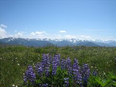 アメリカ縦横断《5》～Olympic National Park～