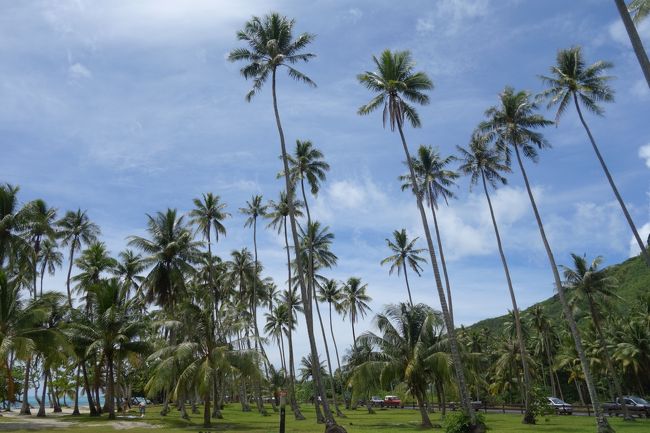 【Plage de TA&#39;AHIMANU(TA&#39;AHIMANU ビーチ）の椰子の木 】<br /><br />モーレア島をレンタルスクーターで１周、その第５弾です！<br /><br />パイナップル街道への分岐から、海岸道路を反時計回りにPlage de TA&#39;AHIMANU(TA&#39;AHIMANU ビーチ）へ向かいました。<br /><br />