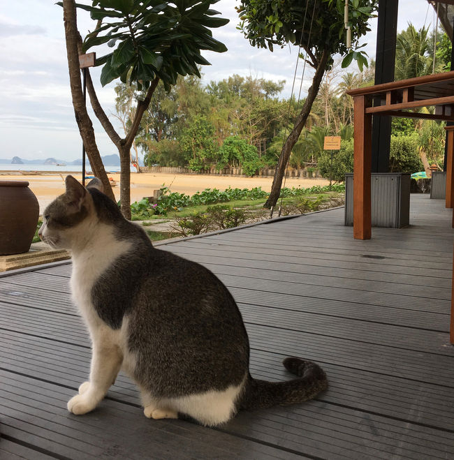 シンガポール&amp;バンコクとか<br />サムイ島、ランカウイ島などなど、<br />いつも候補はたくさんあがるのですが、<br />そのうち調べるのもめんどくなってきて(^^;;<br />ココでいいんじゃない?ってことになってしまいます。<br /><br />・出歩く必要がない←なんもないしね<br />・客室数が少なくて、騒がしいお客さんもいない<br />・プールが広い、ベッド争奪戦なし<br />・スタッフも親切、堅苦しくない、にゃんこもいる<br />・正月リゾートでもリーズナブル<br />・お気に入りのレストランがある<br /><br />ね、いいでしょ、ココ!<br /><br />◆Air<br />JL727 KIX 00:40 - BKK 05:00<br /><br />ココから<br />TG241 BKK 8:00 - KBV 9:20<br /><br />DD7911 KBV 12:00 - DMK 13:20<br />JL032 BKK 09:55 - HND 17:30<br /><br /><br />◆Hotel<br /><br />Nakamanda Resort &amp; Spa<br />　http://www.nakamanda.com/