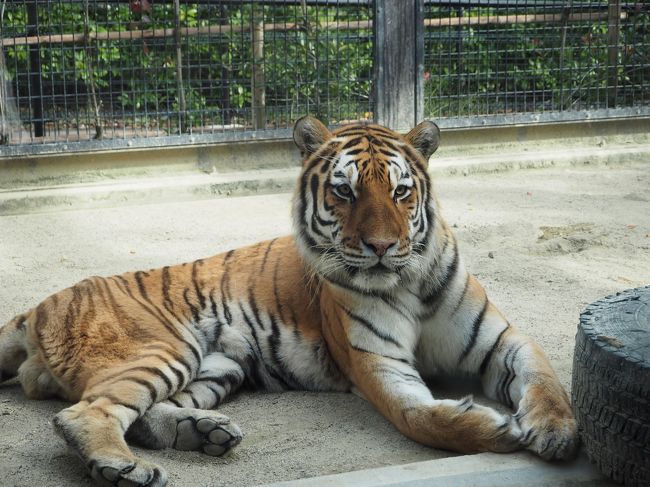 新しくなった京都市動物園です。<br /><br />小さい時から通っていた印象とは全く変わっていましたが、<br />遊具や猿山は同じ場所にあり懐かしく思いました。<br /><br />公園のようで楽しめました。