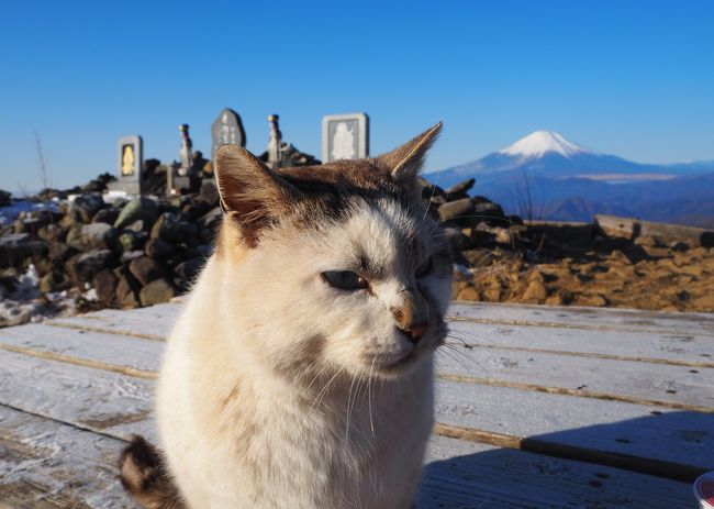 今年の初登山は約10回位は登っている塔ノ岳へと。<br />早く起床できたので4時25分頃にハンドルを握り、1時間で大倉Pに到着。<br />ヘッデンを付けて登るのも久々でした。<br />塔ノ岳に着くと話では聞いていた山頂ねこちゃんと初対面、、ラッキー♪<br /><br />山頂写真を撮ろうとしてもお菓子が欲しいのかピッタリついて離れませんでした、、、♪<br />人懐こい(^^♪　大倉のバカ尾根の疲れも吹っ飛びました♪<br /><br />