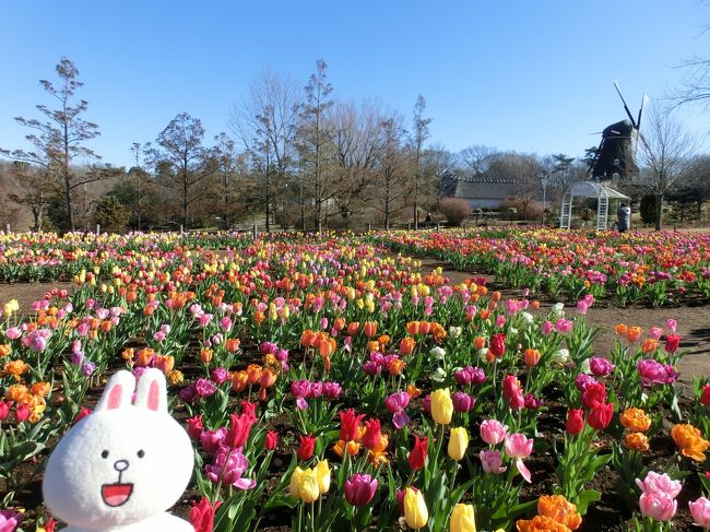 アンデルセン公園には以前にも冬の時期に訪れているのですが、今回もまたこの時期に咲く『アイスチューリップ』が見頃になった・・・とのことだったので、さっそく出かけてみましたー。<br /><br />入園料は￥９００（前売りだと￥８１０）<br />