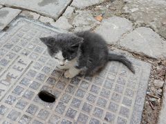 フェズ駆け足滞在記　続編