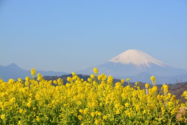 早咲きの菜の花を見に、二宮の吾妻山「菜の花ウォッチング」に行ってきました。朝から快晴で、富士山や丹沢の山々も歓迎してくれました。