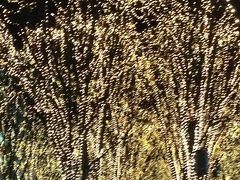 SENDAI光のページェント2016