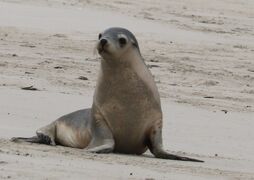 カンガルー島→アデレード夫婦旅行　３日目（Seal Bay)