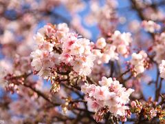 春はもうすぐ！？　早咲きの梅と桜を愛でに熱海まで