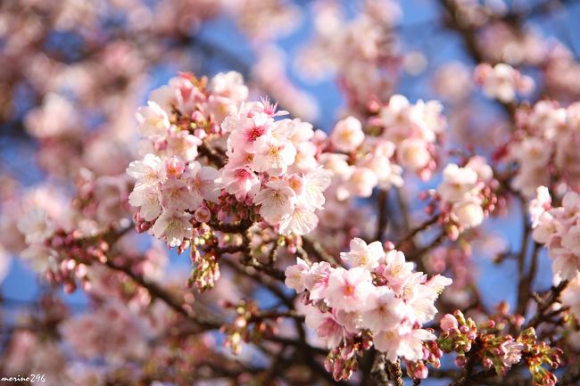 鏡開きを迎え、まだ寒さはこれからですが、熱海では日本一早咲きと言われる梅と桜を愛でに出掛けました。<br /><br />熱海梅園の梅は、全体的には１分咲き程度でしたが、早咲きの梅は十分楽しめました。<br />また、糸川遊歩道の桜は、「例年より２週間ほど早く咲いた」といわれた昨年よりもまだ早く見頃を迎えているそうで、糸川桜まつりが始まる前に満開を迎えてしまいそうな感じです。<br /><br />第７３回熱海梅園の梅まつり：２０１７年１月７日～３月５日<br />第７回あたみ桜　糸川桜まつり：２０１７年１月２１日～２月１２日<br />