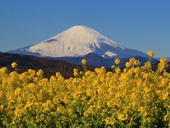 富士山と菜の花の絶景～吾妻山公園