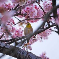 「あたみ桜」を見に、ふら～っと熱海へ！