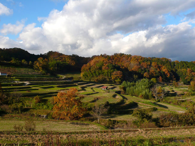 奈良歩き旅２日目！今回の旅のメイン、山の辺の道は明日からなので、今日はJR奈良駅から日帰りで行けて歩いて楽しいところに行きたい。どこ行こう。柳生の里に行ってみようかとか、城好きの旦那に合わせて大和郡山に行こうかとか、大宇陀よさそうとか、葛城の道歩くのは？とか、やっぱ斑鳩じゃね？とかいろいろ考えた結果、<br /><br />・明日の山の辺の道で食べるランチ用においしくて紅葉のキレイな柿の葉ずし買いたい！<br />・やっぱし日本人なら一度は石舞台見たくない？<br />・きれいな棚田があるらしい。<br /><br />ということで、飛鳥近辺を一日でできるだけ歩くことに。<br />しかし、調べ始めたはいいけど、見どころ満載すぎ！<br /><br />旦那「今回は観光じゃないんだぞ。歩くのが目的だぞ。わかってんのか？」<br /><br />ああ、そういえばそうだった。それじゃ別に寺とか見る時間は必要ないのか。<br />そんなわけで、個人的に絶対に譲れないいくつかのポイントと時間帯を繋げて計画した独自コースで歩いてきました飛鳥！<br /><br />　11/23 札幌→奈良（奈良泊）<br />★11/24 奈良→飛鳥周辺→奈良（奈良泊）<br />　11/25 奈良→天理（天理泊）<br />　11/26 天理→桜井→橿原、今井町（橿原泊）<br />　11/27 橿原→札幌