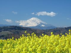 吾妻山公園の菜の花_2017_菜の花は満開、富士山も見えました（神奈川県・二宮町）