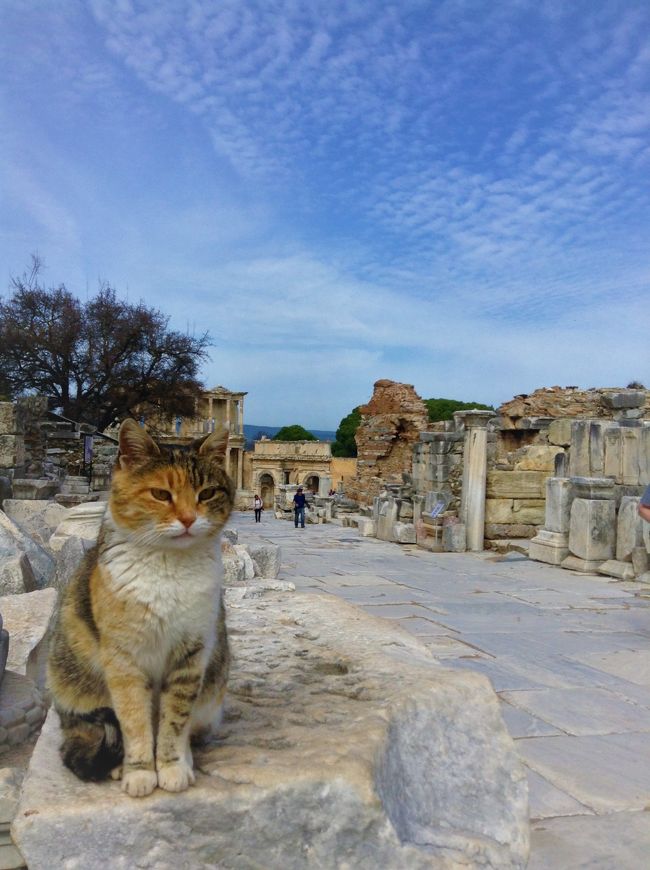 大周遊2日目の目玉はエフェス遺跡観光。<br /><br />実は私、今までトルコには全然興味がなくて、カッパドキアとかパムッカレなどのトルコの代表的な観光名所すら名前しか知らなかったんですよ。（もともと歴史とか建造物にも興味なし。）<br /><br />あとはイスタンブールの街の猫を見てみたいとかそんな程度で。<br /><br />興味ないから今回もガイドブックも買わないし（どうせ自由行動もできないし、ガイドさんが説明してくれるから必要ないと思った）下調べも全然しないでやってきました。<br /><br />ぶっちゃけ先月のウィーンみたいに、ただ「安いから行って見るか」って感じで来ちゃったの。<br /><br />もちろんエフェス遺跡なんてぜーんぜん知らない。<br /><br />ツアーに組み込まれてるから行きますって感じで全く期待しないで行ったら・・・・・・<br /><br /><br />もー大変！！！！<br /><br />なんじゃこりゃー♪♪♪<br /><br />どこもかしこも猫・猫・猫の猫ハーレムじゃないですか！！！！！<br /><br />遺跡をバックに猫ちゃんたちがポージングしてくれてまさに猫の天国でした！<br /><br />ってなわけで、猫に夢中でまたまたガイドさんの話なんか耳に入って来ませんでしたけど、私的には今回の旅で一番思い出に残る地＆再訪したい地になりました。<br /><br />猫マニア必見です～！！<br />