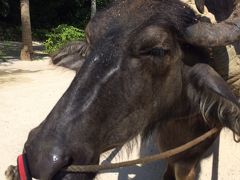 梅雨の沖縄 毎日快晴～その2～