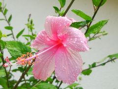 梅雨の沖縄 毎日快晴～その5～