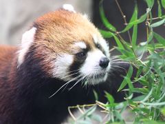 新春・大阪京都レッサーパンダ動物園遠征２泊２日４園とグルメの旅（２）天王寺動物園：レッサーパンダのメルくんがんばれ！＆ジャガーっ子の小助くんと佐助くん＆おもちゃ大好きホッキョクグマのイッちゃん