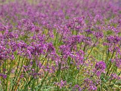 紫色の花らっきょと三国湊の町歩き（福井）