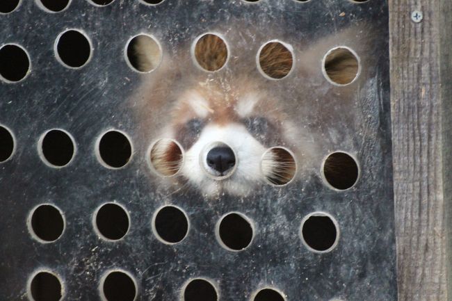 成人の日を含む３日連休を利用して、関西レッサーパンダ動物園遠征を計画したきっかけは、みさき公園のレッサーパンダの赤ちゃんのルカちゃんです！<br /><br />とってもお転婆で元気なルカちゃん。<br />みさき公園は関西ではアクセスしやすいということで、レッサーパンダ・ファンたちがよく会いに行っているようですし、そのやんちゃぶりで、2016年生まれの赤ちゃんの中でも、とりわけ人気上位の子と言っても良いかもしれません。<br /><br />しかし、本日のみさき公園での午後は、ずっと雨。<br />私が到着したとき、ルカちゃんとカリン・ママは外に出て間もなかったようですが、レッサーパンダは雨をものともしないので、ルカちゃんはどんどんびしょぬれのはりはり姿になりました。<br />できれば、ふわふわなルカちゃんが見たかったですが、これはこれで、貴重かも。<br />雨の中の撮影は大変でしたが、来園者が少なかったせいか、レッサーパンダたちは私の方を見てくれことが多かったです。<br />飼育員さんかも、と期待しただけかもしれませんけど、ルカちゃんはあきらかに私を見ていました@<br />やっぱり子パンダは、来園者に興味を示してくれる子が多いです。<br /><br />13時すぎ、飼育員さんがやって来て、ルカちゃんにおやつのリンゴがふるまわれましたが、そのときカリン・ママだけバックヤードに収容され、ルカちゃんだけが屋外で単独展示となりました。<br />ぴーぴー鳴きながらママを探すルカちゃんの姿は切なかったです。<br />カリンちゃんも中からルカちゃんに呼びかけていました。<br />でも、レッサーは１年足らずで親ばなれすることもありますし、飼育員さんによると、今月2017年１月から繁殖をめざして、カリン・ママはアル・パパと午前中同居するようになり、ルカちゃんの親離れの訓練が始まっていました。<br /><br />でも、まだルカちゃんはカリン・ママからお乳を飲んでいて、そのためカリンちゃんはお乳が出るので、お乳が出るのに飲ませないと乳腺が詰まってしまうかもしれないということで、昼間１時間だけルカちゃんはママと過ごしているそうです。<br />バックヤードでも、檻越しにコミュニケーションが取れますが、もう別部屋だそうです。<br />なので、これまでと展示パターンが変わり、今月から午前中はアルくんとカリンちゃん、12時から１時までカリンちゃんとルカちゃん、１時から３時までルカちゃん一人、そして３時から閉園までコウセイさんでした。<br /><br />そんなわけでママから引き離されたルカちゃんは、30分くらいはぴーぴー鳴きながらママを求めていましたが、やがておとなしくなり、笹を食べたり、毛づくろいするようになりました。<br />ママと一緒のときの方が圧倒的に元気ではじけていて、一人になったら、やんちゃぶりがなりをひそめました。<br />それは、ルカちゃんも一人になって大人びてきたからか、一人に慣れるまでのことか、あるいは今日たまたまか、一日では分かりませんでした。<br /><br />コウセイさんは、2000年６月23日生まれなので、もう16才のおばあちゃんです。<br />それでも雨が降っている外に出すのかとちょっと驚きましたが、コウセイさん自身も、東屋で雨宿りしたりせず、雨の中をてくてく散策していました。<br />本日は屋外のコウセイさんには会えないと思っていた分、可愛いおばあちゃんに会えて良かったですが、かわりにイケメンのアルくんは、私がいた午後はずっと、見えづらい屋内にいました。<br />でも、アルくんは、私が見に行くと、毎度、主人の帰宅を待っていたワンちゃんのようにハッとガラスに近付いてきてくれましたし、夕方、飼育員さんが夕飯を運んできたときのわくわくぶりは、とっても可愛かったです。<br /><br />みさき公園のレッサーパンダ展示場は近くに屋根がないので、雨の中での撮影見学は大変でした。<br />カサを差してしても、カメラをかばうようにカサを差していたので、えりぐりやそでがぐっしょり濡れてしまいました。<br />その上、まだ新品のはずの靴は安物だったせいか、靴底から水がしみこみ、くつの中は水たまりになってしまいました（涙）。<br />なので、16時くらいには寒くてたまらなくなり、閉園までレッサーパンダ展示場前でねばっていられませんでした。<br />それに荷物は、近くのトンネルの下に置きっぱなしにし、カメラだけ持って見学していたので、レッサーパンダ展示場以外はなかなか歩き回れませんでした。<br />でも、みさき公園では、カピバラ温泉を楽しみにしていたので、雨の中、荷物を持って、他も少し回りました。<br />雨が降っていて寒かったので、屋内との出入りが自由になっている動物の大半は、外に出ていなかったですが、小屋の入口で雨が降っている外の様子を見ながら、ほんとは外に出たいんだけど、という様子がありありの動物もいて、可愛らしかったです。<br /><br />＜新春・大阪京都レッサーパンダ動物園遠征とグルメの旅の旅行記のシリーズ構成＞<br />□（１）天王寺編：前泊のグルメと前泊ホテルの東横インあべの天王寺＆ホスピタルイン市大学病院前と朝の新世界ちょっぴり散策<br />□（２）天王寺動物園：レッサーパンダのメルくんがんばれ！＆ジャガーっ子の小助くんと佐助くん＆おもちゃ大好きホッキョクグマのイッちゃん<br />■（３）みさき公園：Hello！レッサーパンダの赤ちゃん～雨にぬれて毛がはりはりの元気っ子ルカちゃん、ママと引き離されたときは切なくぴーぴー鳴いて＆風呂で温まるカピバラ親子ほか<br />□（４）なんば編：南海難波からJR難波のバスターミナルまでの移動に一苦労！～みさき公園いろいろとなんばでのグルメ<br />□（５）福知山編：高速バスで福知山入り～ホテル・アールイン福知山ふたたび＆素敵な喫茶店で朝食バイキング<br />□（６）福知山市動物園：Hello！レッサーパンダの赤ちゃん～福知山城主の名をもらった双子の光・秀くんとしらたまちゃんママとキャラくんパパ＆可愛いミニブタの子ブタとやんちゃなシロテテナガザルのモモタロウくん<br />□（７）京都市動物園：レッサーパンダのウーロンくん・古都ちゃん久しぶり！＆楽しい子ゾウたちとヤブイヌに四つ子の赤ちゃん！～キリンのヨシダくんには会い損ねたけど<br />□（８）南禅寺編：夕方遅くてもできた境内散策＆参道沿いの南禅寺名物ゆどうふの店でゆば会席＆京都みやげ<br /><br />※順不同に作成しています。<br /><br />みさき公園の公式サイト<br />http://www.nankai.co.jp/misaki/<br /><br />＜タイムメモ【全行程＆みさき公園・詳細版】＞<br />【2017/01/07土】<br />16:30頃　家を出る<br />18:20　東京駅発のこだま249号に乗車（自由席）<br />20:53　新大阪駅到着<br />21:00-21:30　新大阪駅散策＆グルメ<br />（カフェダイニング米花のケーキセット＆551蓬莱の豚まん）<br />22:10頃　東横インあべの天王寺＆ホスピタルイン市大学病院前にチェックイン<br /><br />【2017/01/08日】<br />07:15　起床<br />07:45-08:10　ホテルのバイキング朝食<br />09:00　ホテルをチェックアウト<br />09:10　天王寺動物園の新世界ゲート前に到着<br />09:10-09:25　朝の新世界をぶらつく<br />09:30-11:00　天王寺動物園<br />（09:30開園）<br />11:15頃　ホテルの荷物を引き取り、南海電鉄の新今宮駅に到着（駆け足）<br />11:22　南海電鉄の新今宮駅発の特急サザンに乗車（自由席）<br />12:05　みさき公園駅に到着<br />【12:10-16:25　みさき公園】（16:30閉園）<br />12:20-14:00　レッサーパンダ（カリンちゃん・ルカちゃん母子）<br />（13:05頃からルカちゃんのみ）<br />14:00-14:10　ニホンザルほか<br />14:10-14:25　レッサーパンダ（ルカちゃん）<br />14:25-14:55　温泉カピバラほか<br />14:55-16:00　レッサーパンダ（ルカちゃん・コウセイさん）<br />（15:00頃からコウセイさんと交代）<br />（アルくんは午後ずっと屋内）<br />16:05-16:20　ココ・テラスでカレーパスタ休憩<br />16:25　みさき公園を出る<br />16:42　みさき公園駅発の特急サザンに乗車（自由席）<br />17:29　南海難波駅に到着<br />18:20　難波の高速バスターミナル（OCAT）に到着（徒歩で迷う）<br />18:30頃　バスターミナルのカウンターで高速バスの切符を発券<br />18:40-19:15　バスターミナルのレストラン「家族亭」で蕎麦御膳の夕食<br />19:50　難波発の日本交通の高速バス（最終便）に乗車<br />21:37　福知山駅前（北口）に到着<br />21:45　福知山駅前（南口）のホテル・アールイン福知山にチェックイン<br /><br />【2017/01/09月】<br />07:40　起床<br />08:10-08:40　ホテル内の喫茶店で朝食バイキング<br />09:00　ホテルをチェックアウト<br />09:30　三段池公園までホテルで自転車無料レンタル＆福知山市動物園に到着<br />09:30-11:40　福知山市動物園<br />（09:00開園）<br />12:15　駅前のホテルに戻る<br />12:30　福知山駅に到着<br />12:44　福知山駅発の特急きのさき14号に乗車（自由席）<br />14:07　京都駅に到着<br />14:55-16:30　京都市動物園<br />（16:30閉園）<br />16:30-16:45　ひと休み<br />16:50-17:30　南禅寺境内散策<br />17:30-19:00　南禅寺名物ゆどうふの店「順正」でゆば会席<br />19:35　新幹線の改札をくぐる<br />（荷物は蹴上駅のコインロッカー預け）<br />19:40-19:50　京都みやげの買い物<br />20:15　京都駅発ののぞみ56号に乗車（指定席）<br />22:26　品川駅に到着<br />00:30頃　帰宅<br /><br />※これまでの動物旅行記の目次を作成済。随時更新中。<br />「動物／動物園と水族館の旅行記～レッサーパンダ大好き～　目次」<br />http://4travel.jp/travelogue/10744070<br />