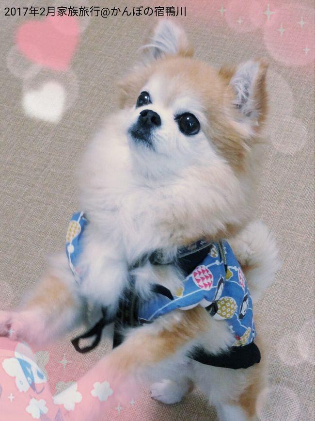 犬旅 千葉 鴨川 かんぽの宿 鴨川 車椅子でも安心バリアフリー 犬 ペット もokな旅 週末2日間 17 2 鴨川 千葉県 の旅行記 ブログ By ちょこ旅さん フォートラベル