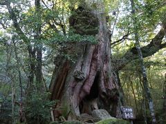 屋久島白谷雲水峡を少し味わう