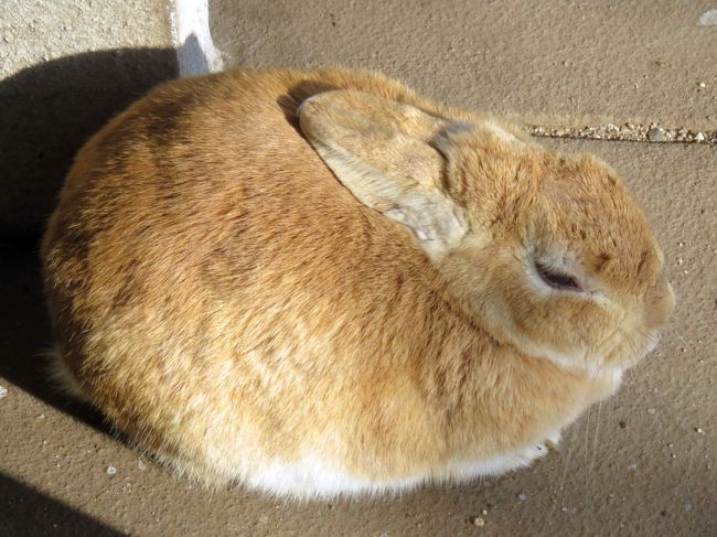 うさぎ島の愛称で知られる大久野島に行ってきました。評判通り、うさぎ達と楽しく過ごすことが出来ました。