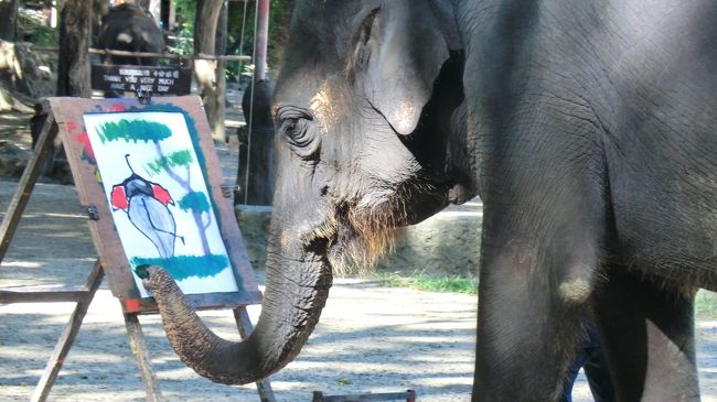 今回はマイレージプラスの特典旅行です。<br />行先はチェンマイ。<br />タイ国際航空ビジネスクラスで成田→バンコク→チェンマイ。<br />酸っぱいのも辛いのも苦手な夫、初のタイ料理ですが大丈夫でしょうか？