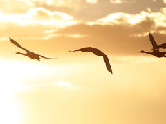 はじめてのバードウオッチング　白鳥の郷（千葉県印西市）