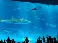 島内はレンタカー、美ら海水族館(完璧、沖縄旅行-中編-)