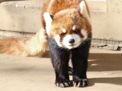 レッサーパンダの赤ちゃんに会いたくて久しぶりの市川市動物園（前編）レッサーパンダ編：赤ちゃんの写真は難易度激高だったけど、ウェルカムバンダになったハオくん・ソラちゃんの可愛さに改めて見惚れる＆京都出身のムギくん市川でははじめまして