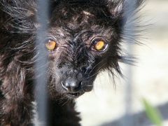 レッサーパンダの赤ちゃんに会いたくて久しぶりの市川市動物園（後編）クロギツネの可愛いおじいちゃんやオランウータンのイーバンくんからいつも楽しいミーアキャットまで動物いろいろ