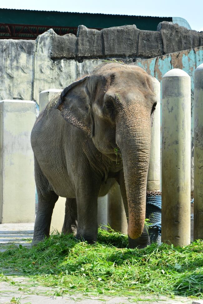 マニラ市内にある動物園。動物園の規模としては、そう大きい訳ではない。