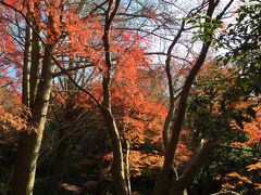 ２０１６年秋・鎌倉紅葉散歩・獅子舞谷