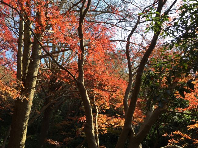 例年のごとく慌ただしく終わる１年の締めくくり。<br />いつもの旅仲間J子さんの住む鎌倉は都度都度訪れていますが、今年は誘われて鎌倉紅葉散歩となりました。<br />J子さんからの、毎年聞かされる、「獅子舞谷」の紅葉の見事さですが、いつも時期を外しています。<br />「イチョウの黄色い落ち葉と、モミジの赤がとっても素晴らしいので、一度見て欲しいわ」と毎年囁かれています。<br />しかし、お互い、予定が合わなかったりして、紅葉の時期の獅子舞散策は実現しておりません。<br />そして、迎えた２０１７年の紅葉シーズンです。<br />桜、紅葉の季節はなかなか予定がたちません。今年はJ子さん、たびたびお山を下見して、この辺りがよさそうということで行ってきました。<br />毎年話題の「獅子舞」です。<br />ランチは春まで予約いっぱいということで贅沢にも「米倉」でディナーの予約を入れました。