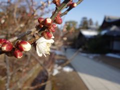 北野天満宮の梅は，はや，咲き始めていました。