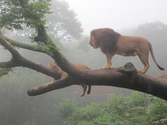 濃霧の中の富士サファリパーク