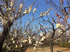 早咲き梅の羽根木公園