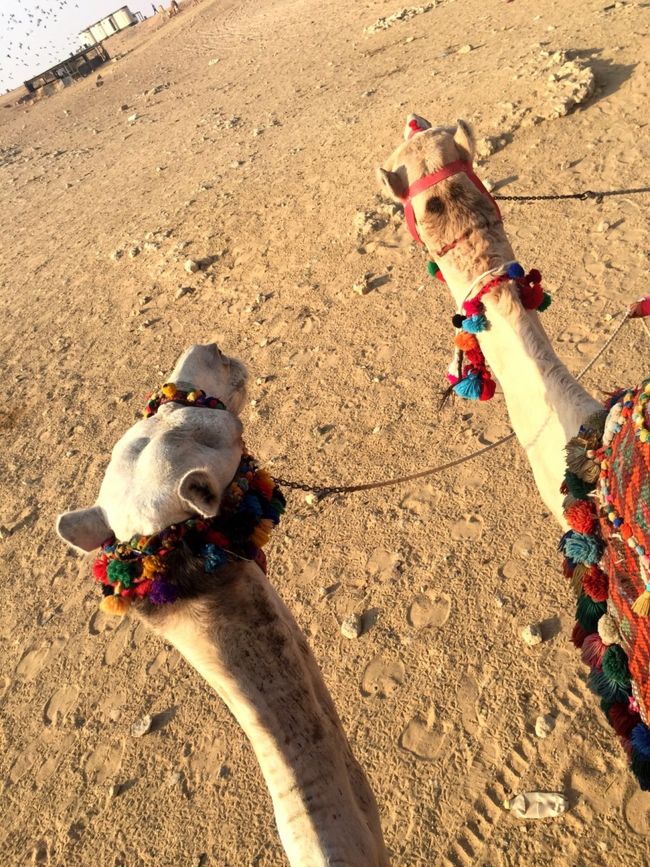 ずっと行ってみたかった、エジプトへ行ってきました*\(^o^)/*<br /><br />ピラミッドの中に入ったり、ピラミッドに登ったり☆☆☆<br /><br /><br />個人旅行は心配だったので、添乗員さん付きツアーを利用したので安心でした（＾∇＾）<br />短い旅行でしたが、大満足でした！<br />初めての砂漠は楽しかったです*\(^o^)/*<br /><br /><br />食べ物は特に美味しいものはありませんでしたが<br />想像よりも食べられました！<br /><br />モノ売りがすご過ぎてビックリしましたΣ（ﾟдﾟlll）<br /><br /><br /><br />食事や入場券付ツアーで、一人部屋追加代金を払い<br />130000円位でした！<br />とってもお得なツアーでした*\(^o^)/*<br /><br />なので、プラス支払ったのは<br />ビザ代やカメラ代、ラクダ代やお土産代です＼(^o^)／