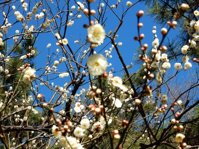 早咲き梅の羽根木公園<br />http://4travel.jp/travelogue/11208960<br /><br />ここでいくらか梅を楽しめたので、代々木公園はどうかしら? と立ち寄ってみました<br /><br />あら、まだですね
