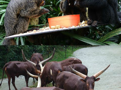 愉快な愛おしい奴らがいっぱい♪ シンガポール動物園 ＆ ナイトサファリ <２日目>