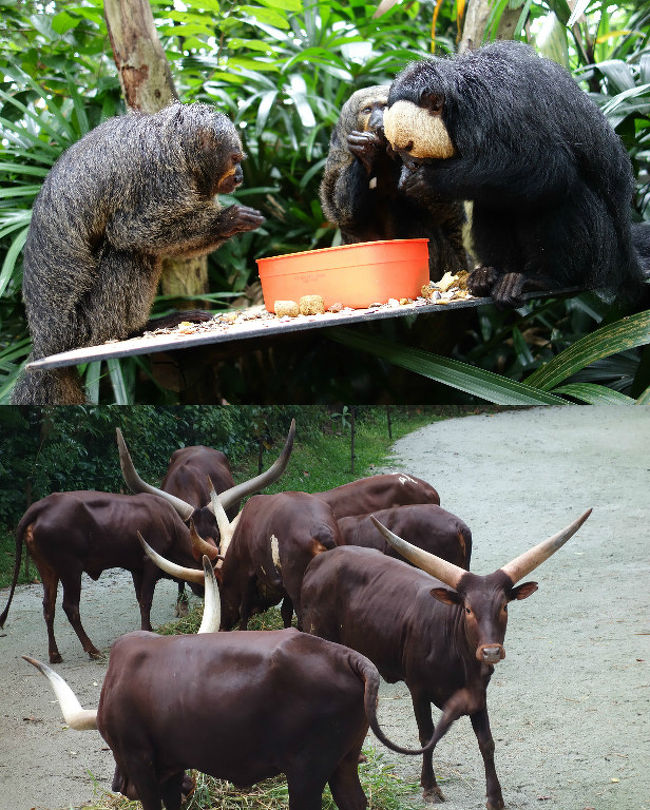 2016年末に行ったシンガポール旅行<br />2日目は、動物園とナイトサファリへ行きました。<br /><br />1日目：羽田 10:50発 JL037→チャンギ空港 17:30着<br />　　　　　　The Fullerton Hotel Singapore (4泊)<br /><br />2日目：シンガポール動物園＆ナイトサファリ<br /><br />３日目: The Courtyard アフタヌーンティ<br />　　    ベイサンズ　ワンダーフル（レーザーショー）<br /><br />4日目：アドベンチャーコーブウォーターパーク（セントーサ島）<br /><br />5・6日目 : マレーシア レゴランド<br />　　　　　　Legoland Malaysia Hotel泊<br /><br />7日目:チャイナタウン<br />　　　　ブギス・アラブストリート<br />            　　 Swissotel The Stamford (5泊）<br /><br />8日目 : マウントフェーバー<br />　　　セントーサ島（ケーブルカーで入島） <br />　　　　メガジップ（アトラクション）<br />　　　　Southernmost Point of Continental Asia　　　<br />　　　　クリスマスワンダーランド（Gardens by the Bay)<br /><br />9日目：リトルインディア<br />　　　　TWGカフェ・Palm Beachチリクラブ<br /><br />10日目:ガーデンズ バイ ザ ベイ<br />　　　　Chatterbox チキンライス（マンダリンオーチャード）<br />　　　　　ナイトリバークルーズ<br /><br />11日目: ラッフルズホテル散策<br />　　　　　　The Ritz-Carlton, Millenia Singapore泊<br /><br />12日目：カトン他　<br />　　　　　チャンギ空港　22:25発  JL036→　翌日06:00　羽田着<br />