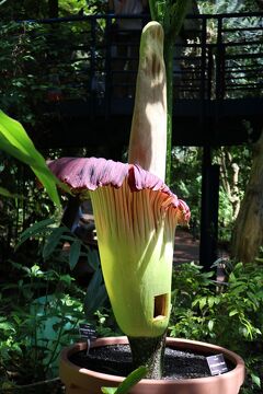 カンガルー島→アデレード夫婦旅行　６日目（Titan Arum Bloom)