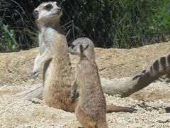 ２０１６年秋　山口県・宇部市　歩き愛ですというイベントでときわ公園、ときわ動物園などを歩きました。