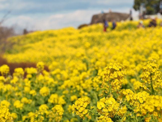 神奈川には人気の観光地が沢山あるがマイナーながらトップクラスの<br />絶景といえるのが吾妻山公園山頂からの眺めだ。<br />年末年始の慌ただしくも楽しい時間が終わり気の抜けたころここの<br />菜の花がいち早く春を告げる。<br />４万５千株から今年は６万株に増えスケールＵＰしたそうだ。<br /><br />1月28日(土)には二宮町で10年ぶりとなる花火大会があるそうです。<br />昼間は菜の花、夜は花火もいいですね♪<br />[二宮花火大会]<br />http://matomany.com/ninomiya-fireworks-festival-date-and-time-parking-lot/