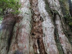 楽に見られる立派な屋久杉・紀元杉