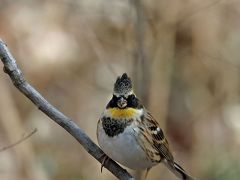 野鳥撮影記録（２０１７年１月）その７・リベンジ