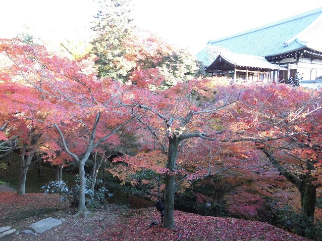 　京都紅葉めぐり、最初は大好きな南禅寺に行きました。永観堂まで足を伸ばして紅葉を堪能した後は駅に戻ってランチをいただきました。センチュリーホテルのレストランでバイキングのランチをいただいた後、東福寺に行きました。紅葉の名所で絶対にはずせないところです。バスはとても多いのでタクシーで行きました。<br />　東福寺は相変わらずの人でしたが、紅葉はきれいで満足出来ました。テレビや雑誌でよく見る所ですが、何度来てもまた来たくなります。<br /><br />　東福寺の紅葉を満喫した後はJRで大津に行って琵琶湖ホテルに泊まりました。温泉に入りたかったのでここに決めたのですが、疲れがとれてゆっくり出来ました。京都から遠くないのでお勧めです。